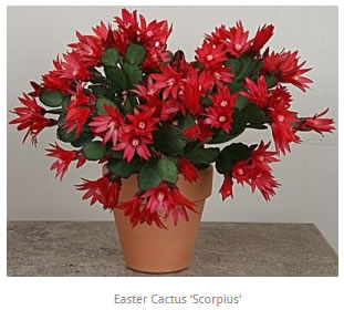 Easter Cactus Scorpius Rhipsalidopsis gaertneri
