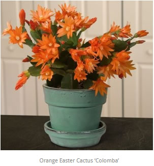 Orange Easter Cactus Colomba Rhipsalidopsis gaertneri