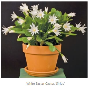 White Easter Cactus Sirius Rhipsalidopsis hybrid