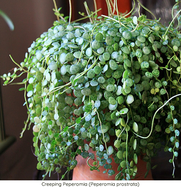 Creeping Peperomia (Peperomia prostrata)