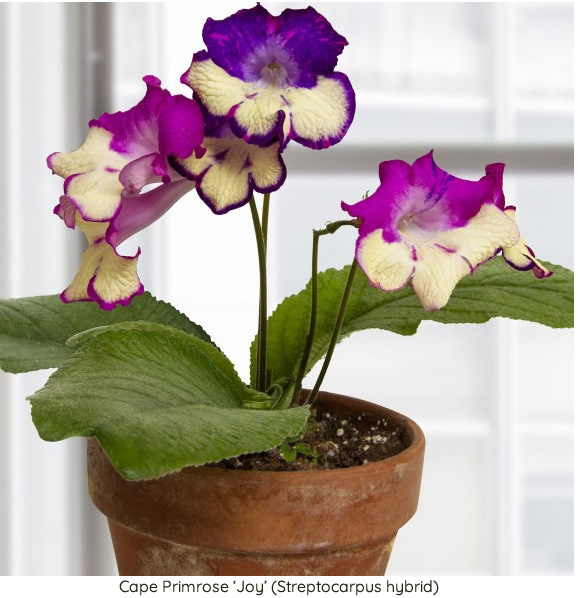 Cape Primrose ‘Joy’ (Streptocarpus hybrid)