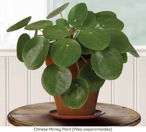 Chinese Money Plant (Pilea peperomioides)