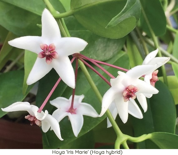 Hoya ‘Iris Marie’ (Hoya hybrid)