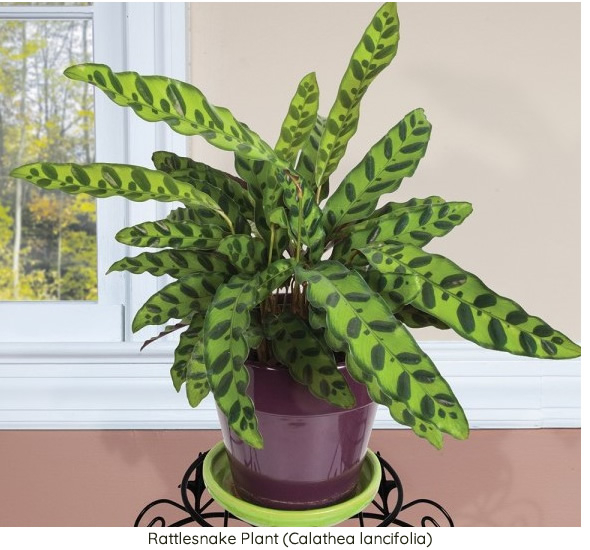 Rattlesnake Plant (Calathea lancifolia)