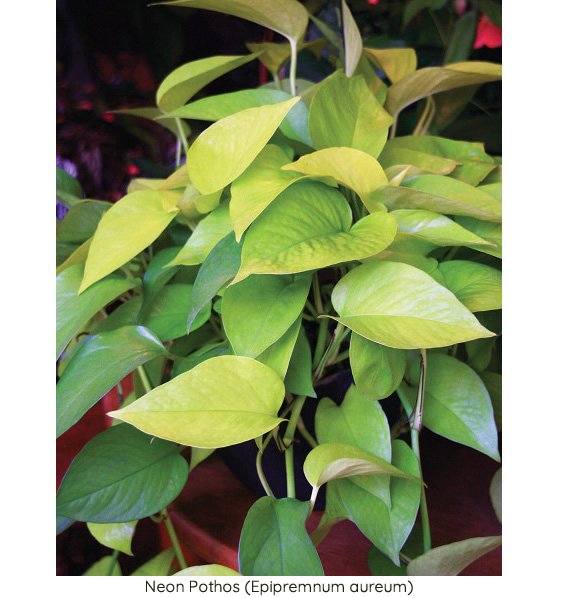 Neon Pothos (Epipremnum aureum)