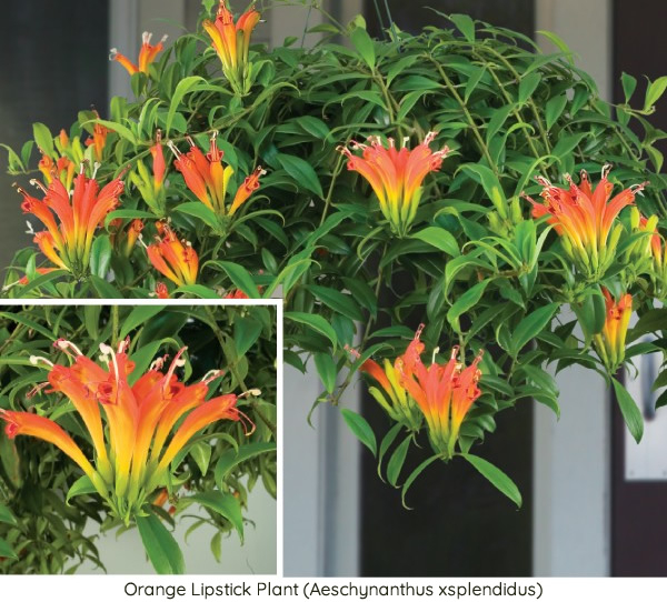 Orange Lipstick Plant (Aeschynanthus xsplendidus)