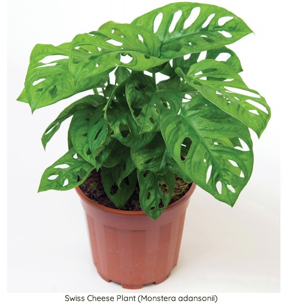 Swiss Cheese Plant (Monstera adansonii)