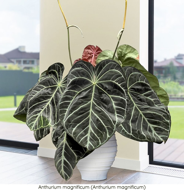 Anthurium magnificum (Anthurium magnificum)