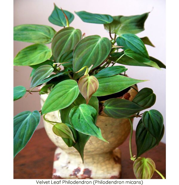 Velvet Leaf Philodendron (Philodendron micans)