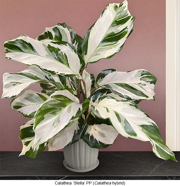 Calathea 'Stella'