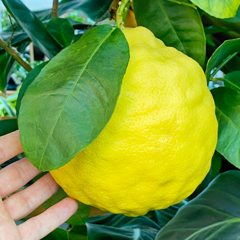 Giant Ponderosa Lemon!