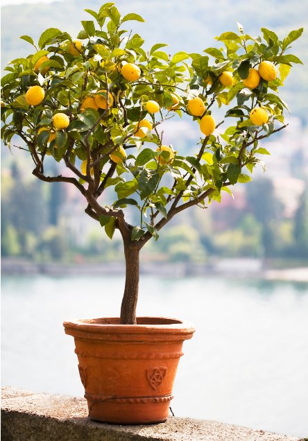 Potted lemon tree plant