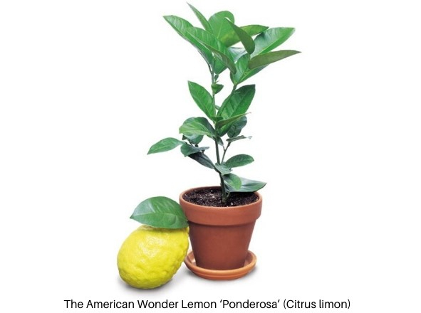 Ponderosa Lemon Tree for Sale at Logee's