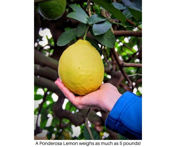 A 5 pound American Wonder Ponderosa Lemon from Logee's