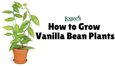 How to grow vanilla bean plants at home - vanilla bean plants for sale at Logee's