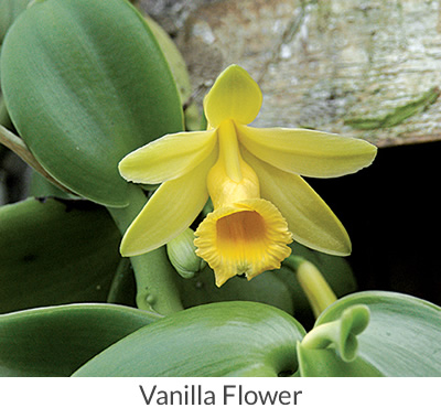 Flower on a vanilla bean plant