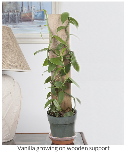 Vanilla bean plant growing on wooden support
