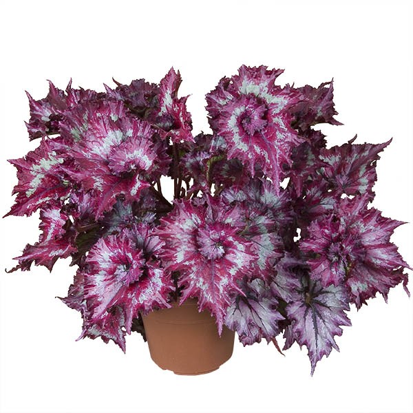 Begonia ‘Tie Dye’ (Begonia rex hybrid)
