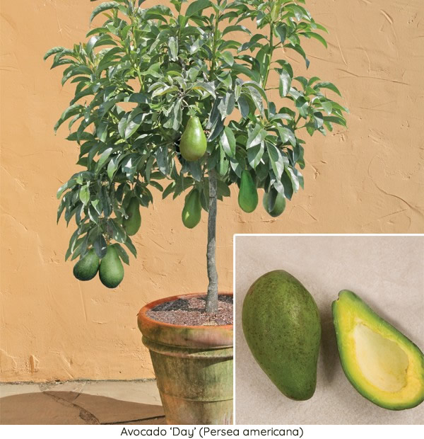 Planta de Aguacate 'Day' (Persea americana)