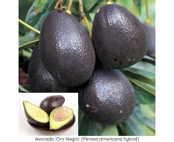 Aguacate 'Oro Negro' (Persea americana híbrida) Planta de aguacate