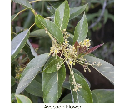 Fiore della pianta di avocado