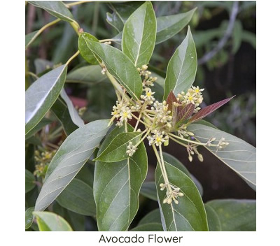 Fleur d'un plant d'avocat