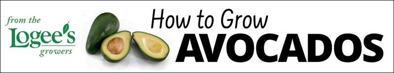 Como cultivar uma árvore de abacate