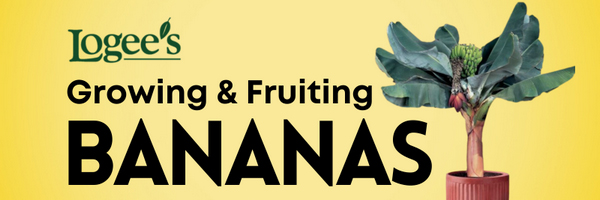 Banana tree plants for sale at Logee's