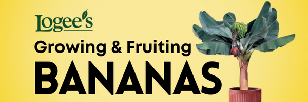 Banana Plants for Sale at Logee's