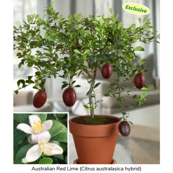 Australian Red Lime (Citrus australasica hybrid)