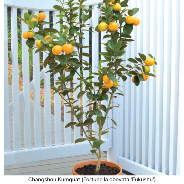 Scent House Plant 70-80cm Tall 1 Lemon Citrus Treein Pot