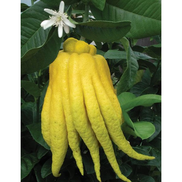Citron ‘Buddha’s Hand’