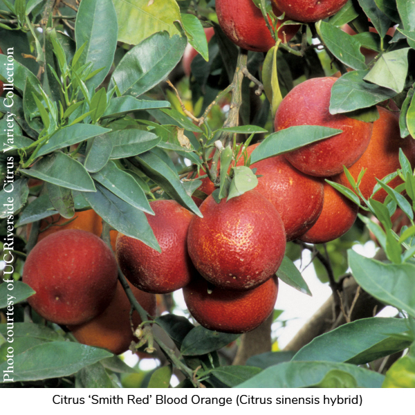 Citrus ‘Smith Red’ Blood Orange (Citrus sinensis hybrid)