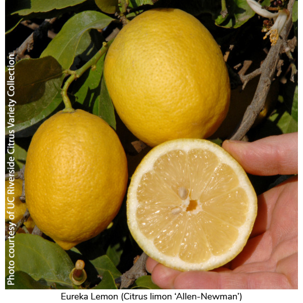Eureka Lemon (Citrus limon ‘Allen- Newman’)