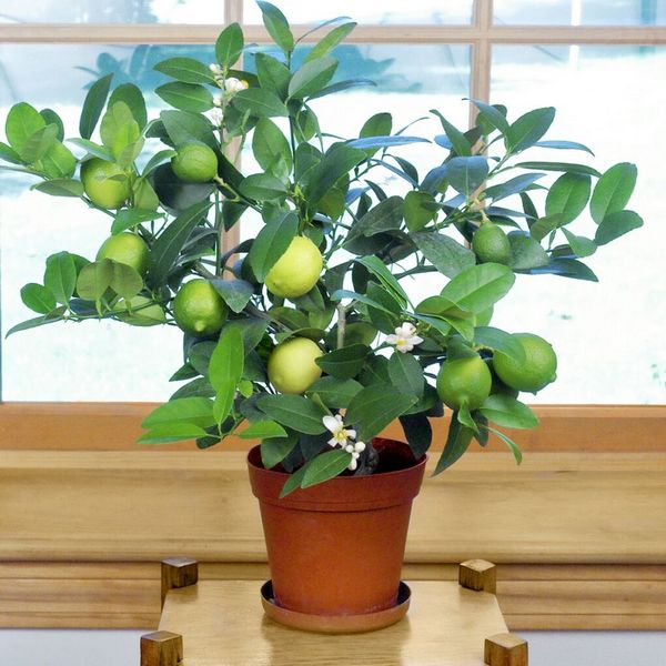 Key Lime (Citrus aurantifolia)