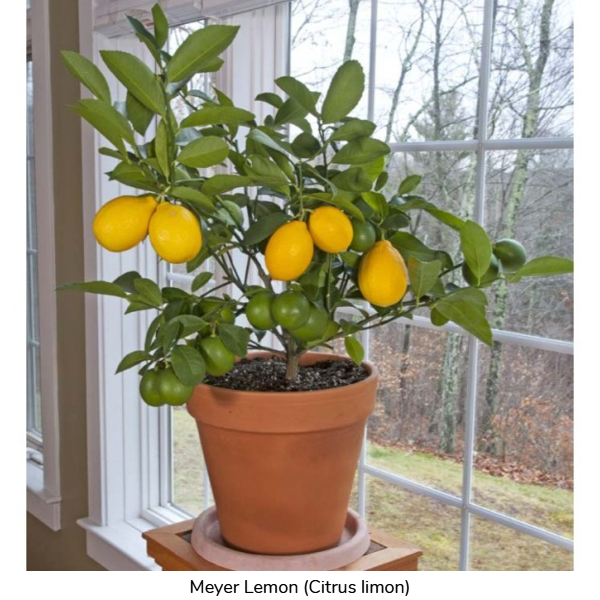 100 Hybrid Citrus Fruit Seeds Meyer Lemon 