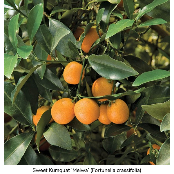 Sweet Kumquat Meiwa