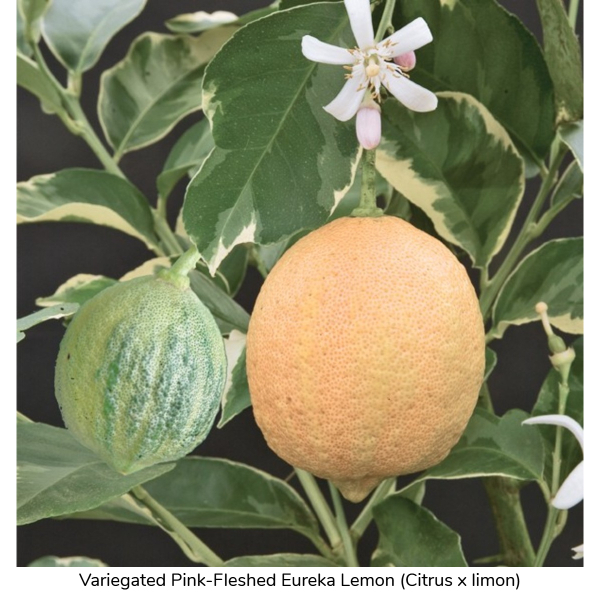 Variegated Pink-Fleshed Eureka Lemon (Citrus x limon)