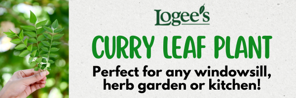 Buy Curry Leaf Plants at Logee's