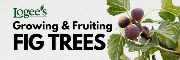 Fig Trees for Sale at Logee's