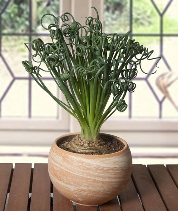 Albuca Spiralis Frizzle Sizzle - Corkscrew Albuca