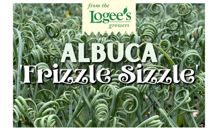 Albuca Frizzle Sizzle for sale at Logee's