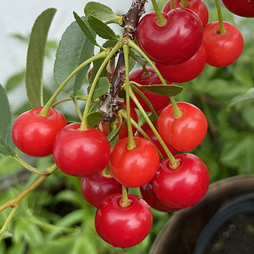 View All Hardy Fruiting Plants