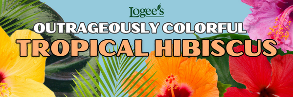 Hibiscus Plants for Sale at Logee's