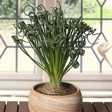 View All Indoor Windowsill House Plants