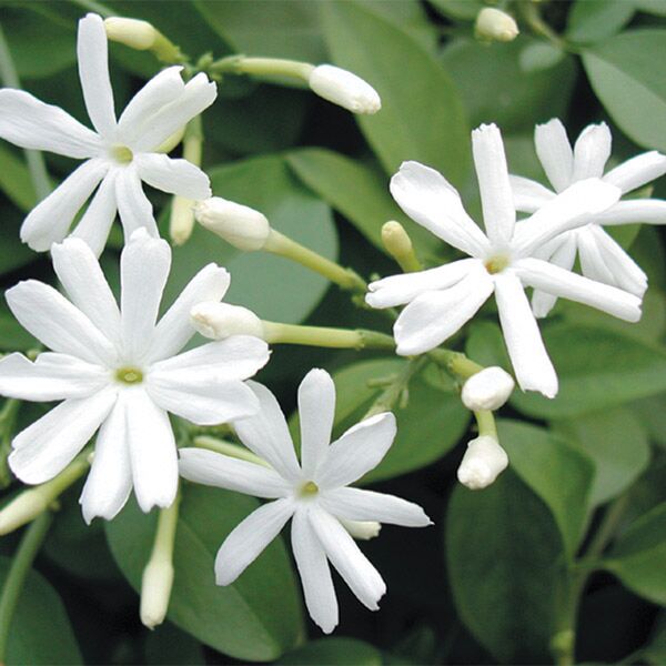 Azores Jasmine (Jasminum azoricum) - Jasmine plants for sale at Logee's