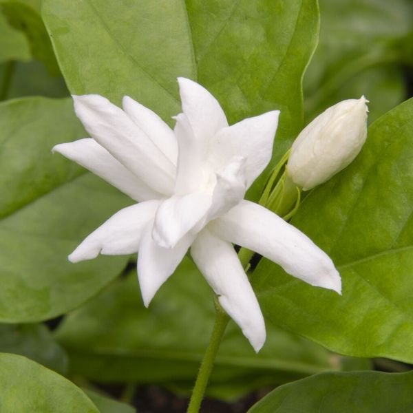 The Life Cycle of Jasmine Flowers