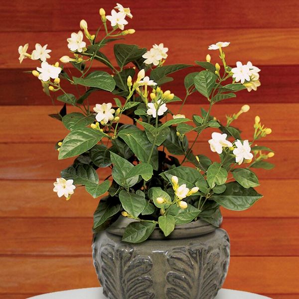 Jasmine ‘Maid of Orleans’ (Jasminum sambac) - Jasmine plants for sale at Logee's