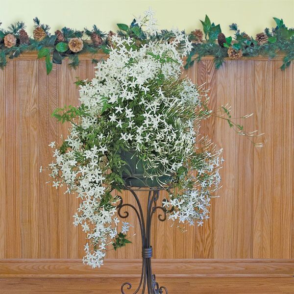 Jasmine Plants Popular Flowering Jasmine for Sale at Logee's!