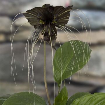 View All Rare Plants